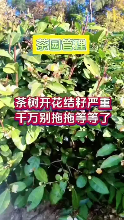 #茶树种植 茶树开花结籽严重如何改善#茶树管理 #茶树开花 #茶树开花结籽 #芽丰香
