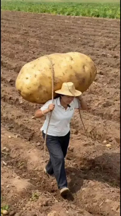 背着土豆走天下#土豆 @抖音小助手
