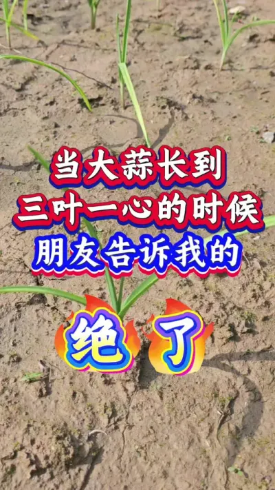 ٭ҵ#ݪֲ #Ƥ # #ִ #߲