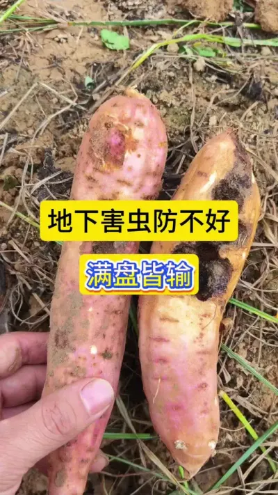 ǧºûǷ̽#ݪֲ #º # #ֺ±ҧ #ũݪֲ