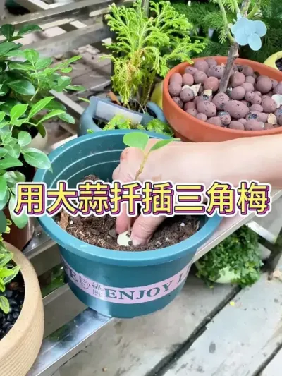 ôǤ÷#÷ #÷Ǥ #ֲ # #С֪ʶ