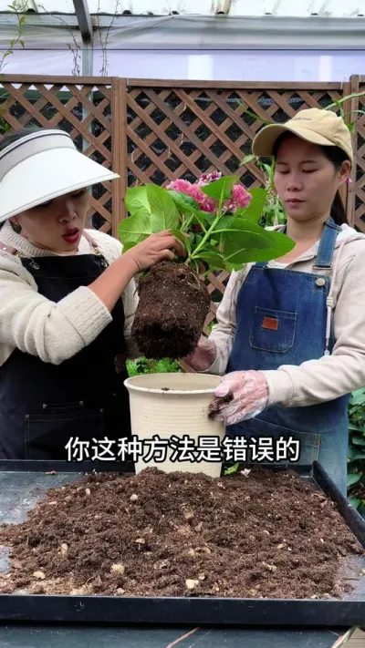 Ҫǹʧѹֻһһ #С֪ʶ #ݪֲС #