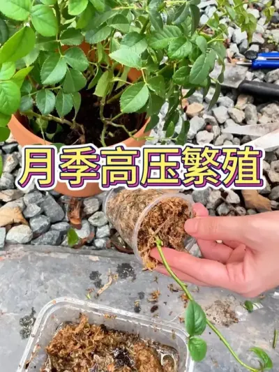 ¼ѹ#¼ #¼ #ֲ # #С֪ʶ