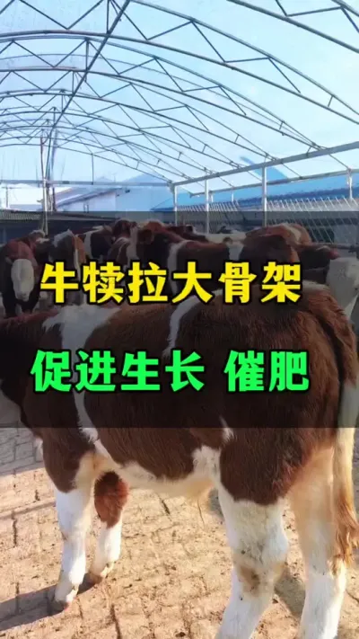 牛犊拉大骨架，催肥增重快#牛犊养殖技术 #牛犊拉骨架 #牛犊生长快