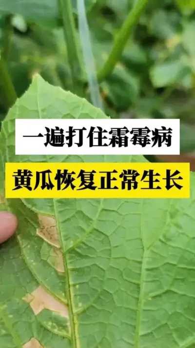 һס˪ùƹϻָ #ƹ˪ù #˪ù #ƹݪֲ #ũ #ũ֧ũ