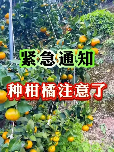 תɫҪһҪע#ݪֲ # #԰