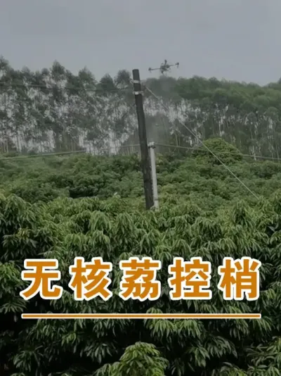 无核荔枝园控梢#广西灵山荔枝果苗#农业创业#抖音新农人计划2025#吕老师种果苗#荔枝种植管理技术@吕老师