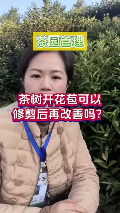 #茶树种植 茶树开花苞严重#茶树开花结籽 #茶园管理 #茶树管理#芽丰香 #茶树开花