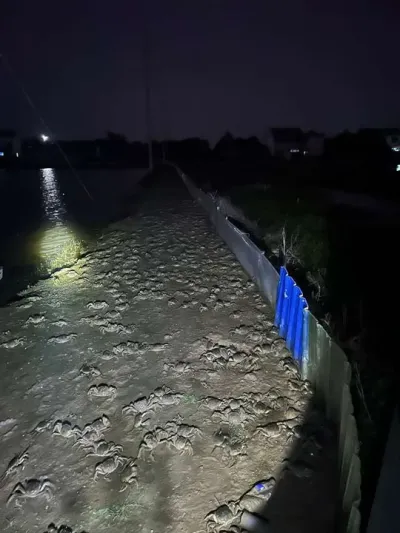 大雾天螃蟹怎么办 #水产养殖