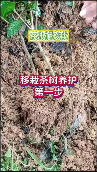 #茶树种植 #茶树移栽 #茶苗移栽  #茶树管理 #武大师