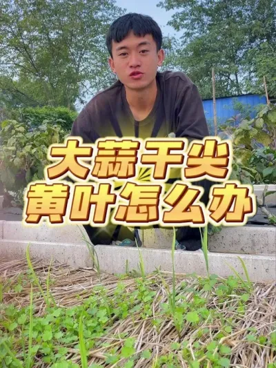 大蒜干尖黄叶怎么办？ #种植小技巧 #关注我一起学种菜 #大蒜种植 #种菜 #家庭种植