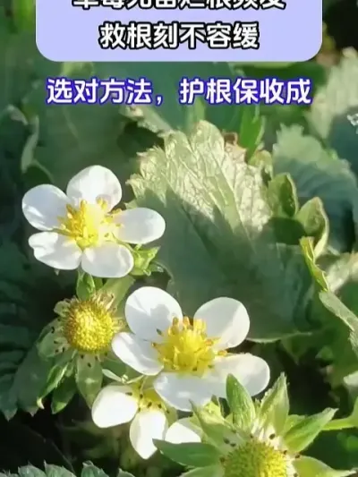 ݮøƵȸֹ̽ @ش—Թ @ش-ˮܷԴͷ @ش-Դͷ #ݪֲС #ݮݪֲ #ũҵݪֲ #ũ֧ũ #شǰ