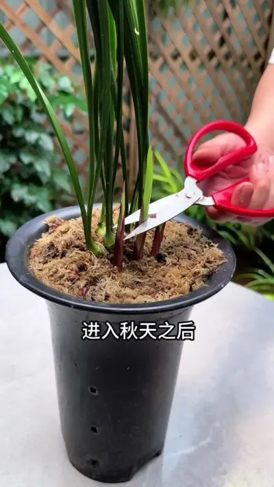 æҲҪ##С֪ʶ #ݪֲС