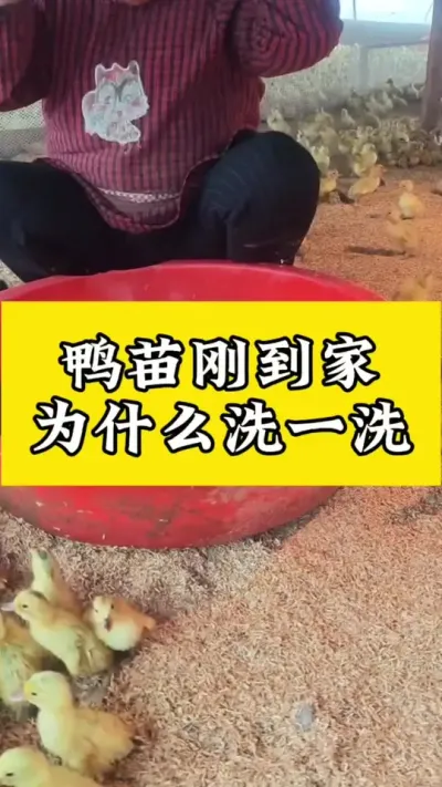 ѼյּΪʲôϴһϴ#ѧѼ #Ѽ#Ѽ #ѼС