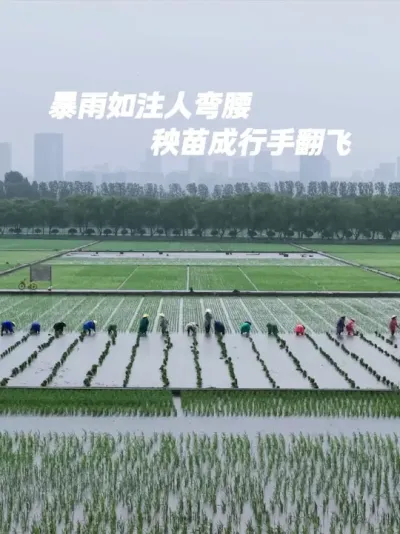 ��ܴ����������Ƿ�������......#�Ͷ������������� #ũҵݪֲ #ũ���ֵؽ�ֹ��