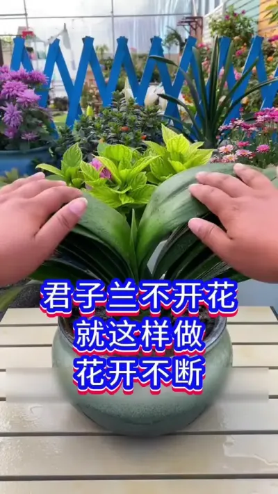 10月份，君子兰开花方法#养花小知识 #爱生活爱养花 #分享家庭养花知识