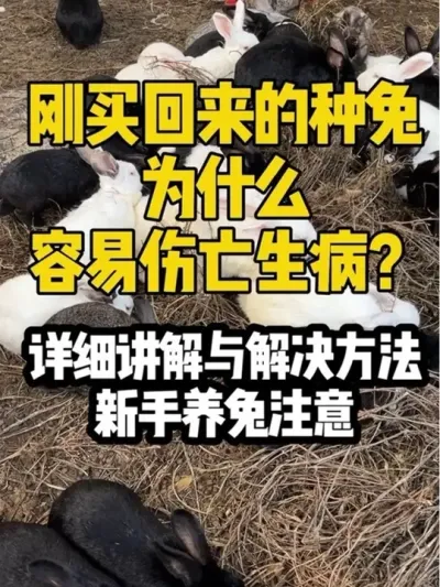 新到家的种兔伤亡原因 #科学养兔 #新引种的兔子怎么养 #养兔预防管理技术教学 #养兔技术经验分享 #养兔预防