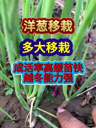 жԳɻʸ߻Խǿ #ݪֲ #ũҵݪֲ #ݪֲС #ũ֧ũ #ũҵ֪ʶũ