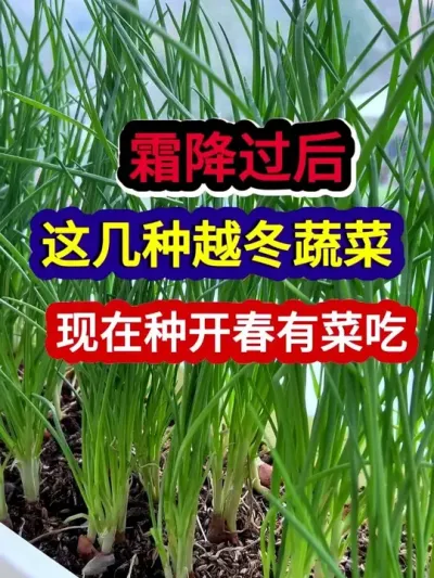 ˪º⼸Խֿ߲в˳ #߲ݪֲ #ũҵݪֲ #ݪֲС #ũ #ũҵ֪ʶũ