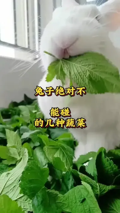 兔子绝对不能碰到几种蔬菜 #兔子 #养兔人 #肉兔养殖 #养兔技术