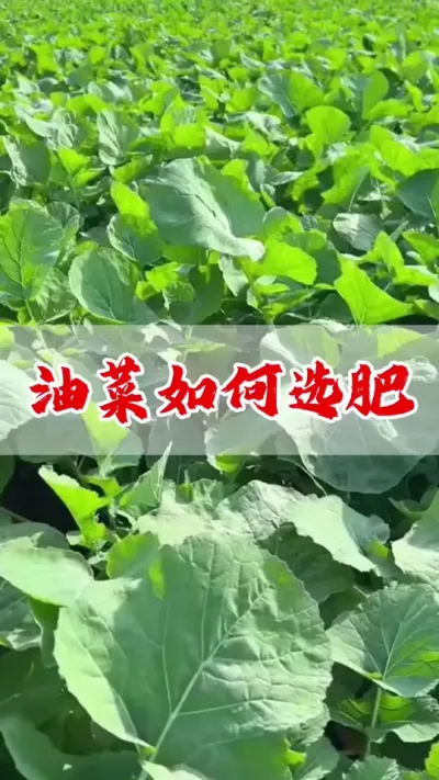 #油菜种植 #油菜底肥 #油菜种植管理 #油菜施肥