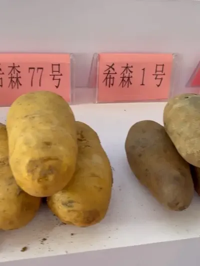 土豆品种很多，来说下你种植的品种是什么？@抖音小助手 #土豆