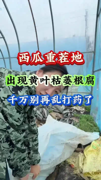 西瓜种植 西瓜重茬地出现黄叶枯萎根腐千万别再乱打药了 #西瓜种植 #西瓜管理 #西瓜高产 #西瓜整地