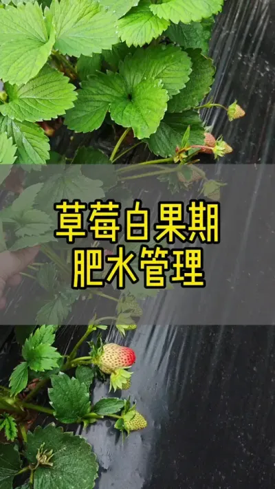 草莓白果期肥水管理#草莓种植 #三农 #草莓