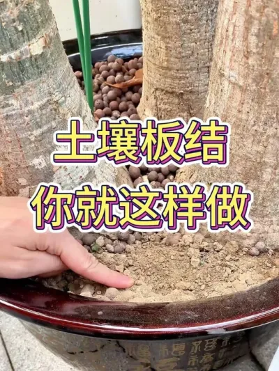 # #ֲ # #С֪ʶ #