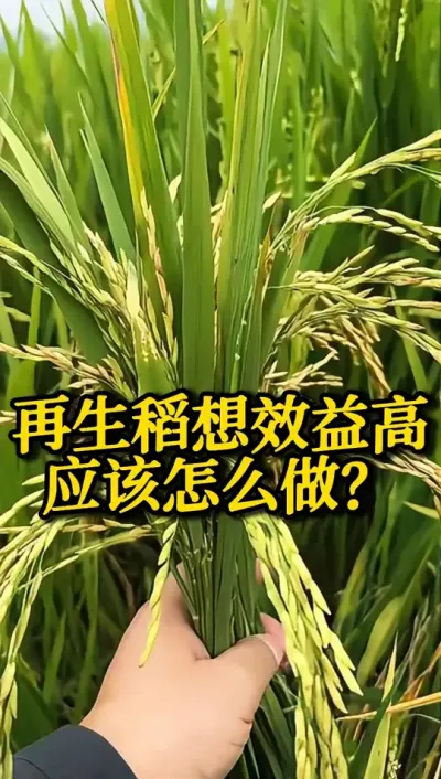 ЧӦô #֮ #ˮݪֲ #߲ #ũ #ũ