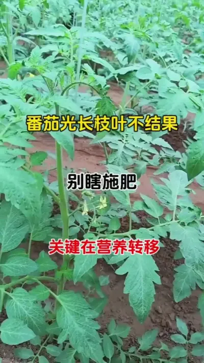 搞定番茄结果难：不用猛施肥，营养调控才是关键#控旺 #番茄徒长#三农种植