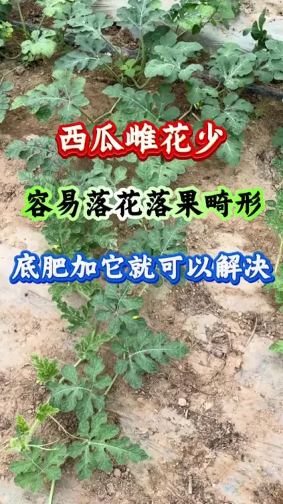 ݪֲ ϴƻ仨ε׷ʼͿԽ #ݪֲ #Ϲ #ϸ߲ #ϵ׷