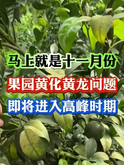 十一月份黄化高峰期，教你一招轻松解决#果树黄化 #黄化 #果树管理 #果园管理