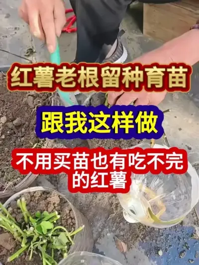 红薯老根留种育苗跟我这样做不用买苗也有吃不完的红薯 #红薯种植 #农业种植 #种植小技巧 #三农 #分享农业知识帮农民增产增收