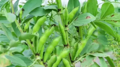 ϶ݪֲ ϶ĳ߲ݪֲ#ɫлʳ #Լݪֲ #ũҵ֪ʶ # #ũҵũ