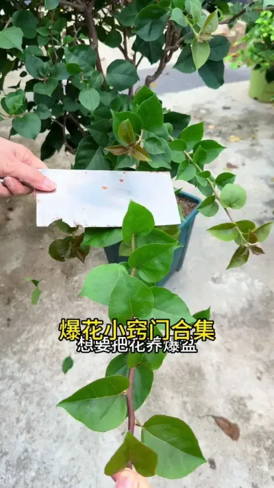 ҪѻһҪЩС#С֪ʶ #ݪֲС #ֲ