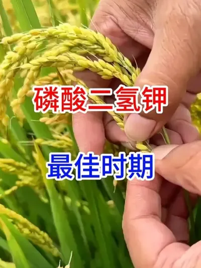 ʱ #ũ #ũҵݪֲ #ũ֧ũ #ݪֲС #ũ