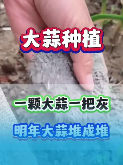 һôһѻѳɶѣ #ݪֲ #߲ #ݪֲ #ʩ  #ũҵݪֲ