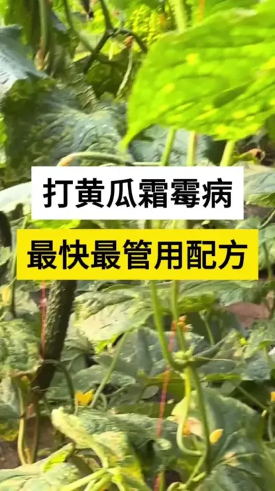 ƹ˪ù䷽ #ƹ #ƹ˪ù #ƹݪֲ #˪ù #ũ