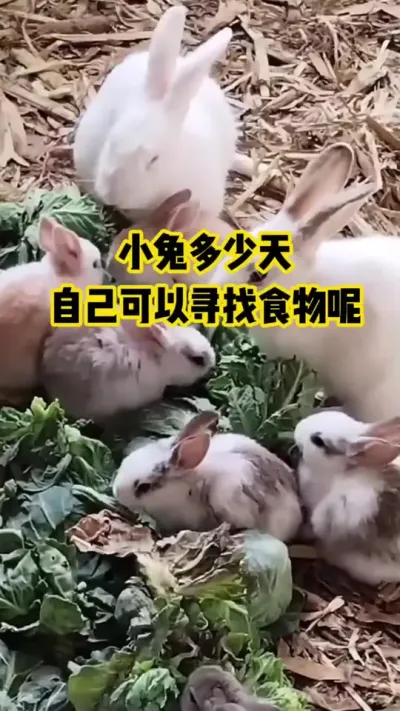 小兔多少天，自己可以寻找食物呢#抖音三农#养殖#养兔