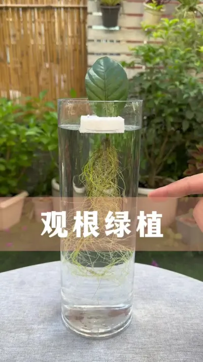 ӻҶƬƯĹ۸ֲ#ӻ #ֲ #С֪ʶ