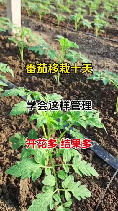 Żǰҩ90%˶һ#ݪֲ#ٻ #ٻ #ٻѿֽ