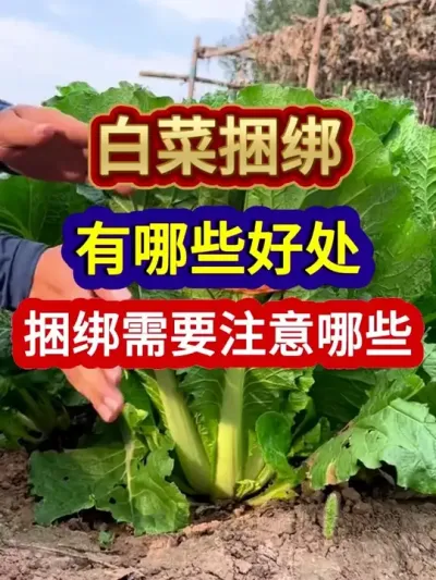 ײЩҪעЩ #ײݪֲ #ݪֲС #ײݪֲ #ũҵ #ũҵ֪ʶũ