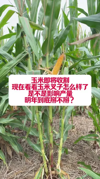 ײҪҪһ£ #ũݪֲ #ũ #֧ũũ #ũҵݪֲ