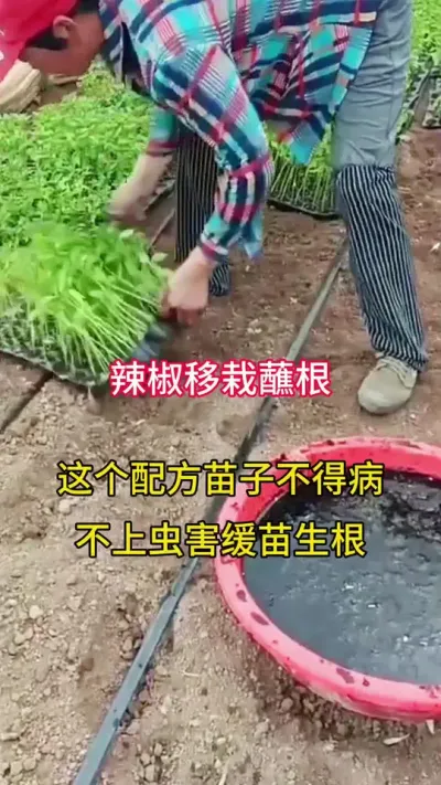 պһҪ䷽ #ũ #ݪֲ #ũҵݪֲ