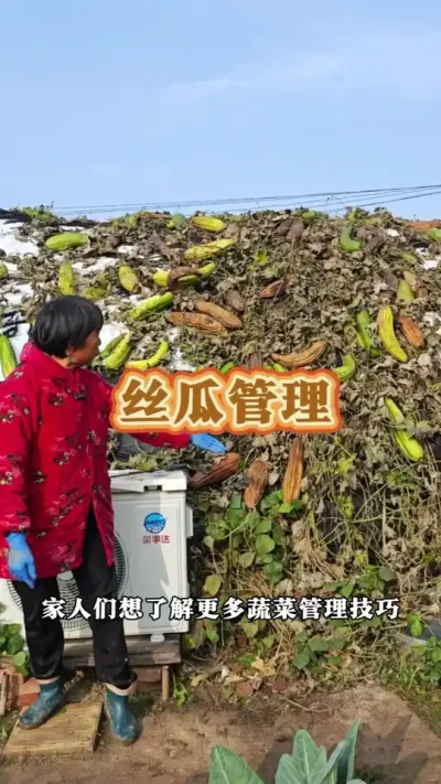 丝瓜管理小技巧，你往年的丝瓜结的多吗？#丝瓜 #丝瓜种植 #丝瓜管理 #三农 #蔬菜杨大姐 @抖音创作小助手 @DOU+小助手 @DOU+上热门