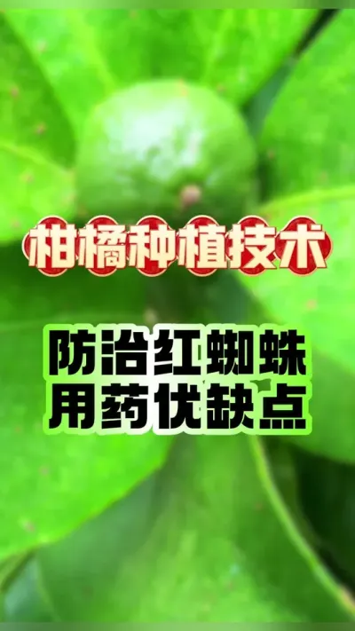 #dou κ֩ҩ #ݪֲ #ѹ #֩ #ѳ溦