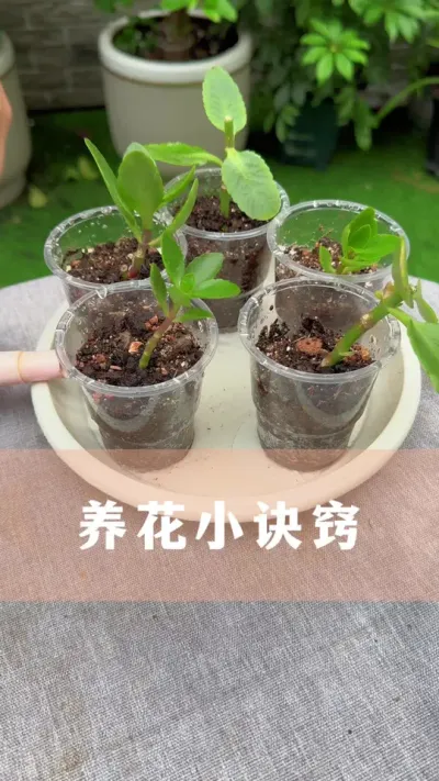 养花的几个小诀窍，学会了少走很多弯路#养花 #花卉绿植 #养花小知识 #爱生活爱养花