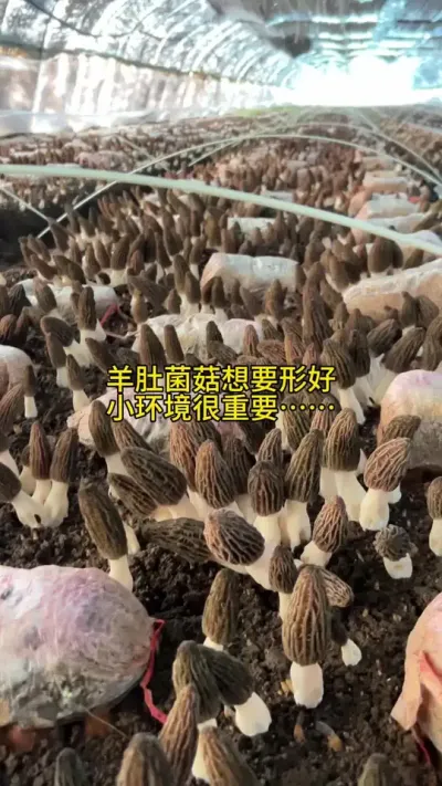 ˮǳҪǾƷʵĽ # # #Ǿݪֲ #Ǿ #Ǿݪֲ