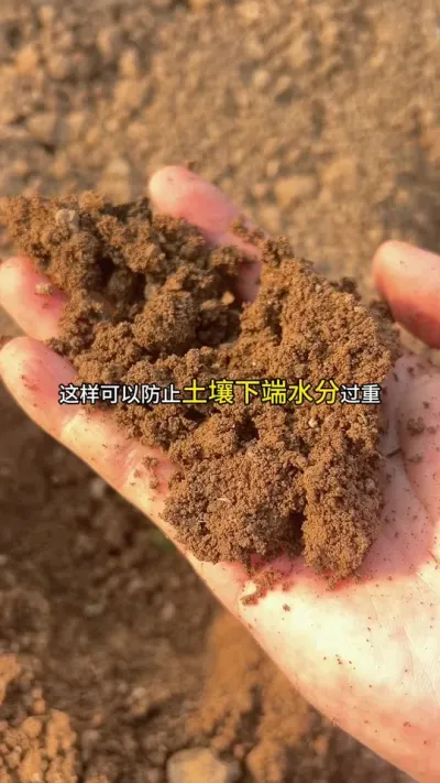 ǾݪֲĴóͷҪͻ #Ǿ#Ǿݪֲ #Ǿݪֲ #Ǿ #